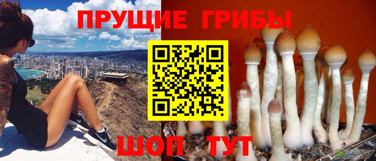 Галлюциногенные грибы Psilocybe Кунгур